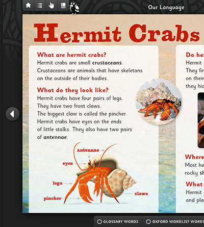 Hermit Crab!