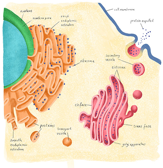 Nelson VCE Biology