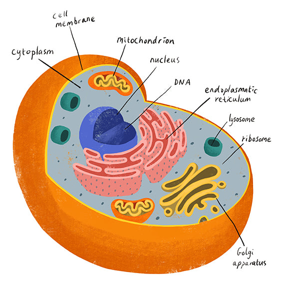Nelson VCE Biology